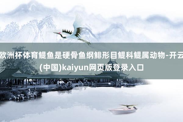 欧洲杯体育鳀鱼是硬骨鱼纲鲱形目鳀科鳀属动物-开云(中国)kaiyun网页版登录入口